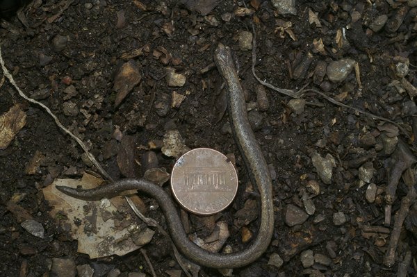 Quels sont les avantages d'une location de vacances face à un hôtel tout inclus ?