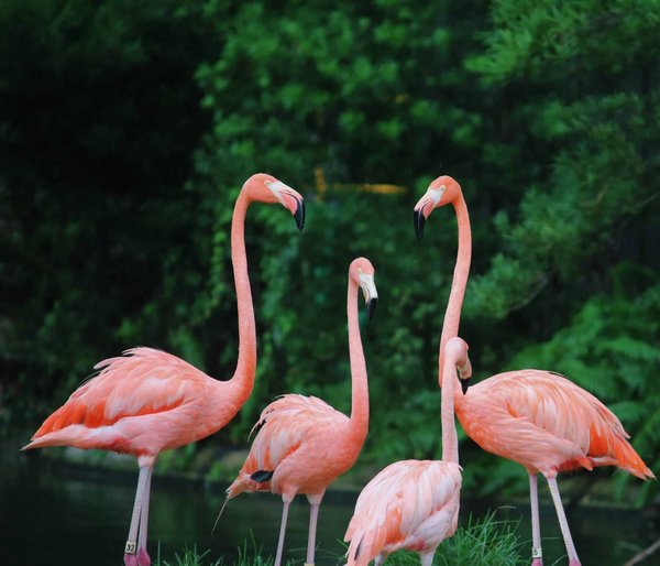 Les meilleurs endroits pour observer les flamants roses et les pélicans
